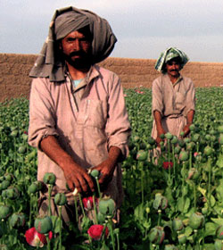 Afghans in poppy field
