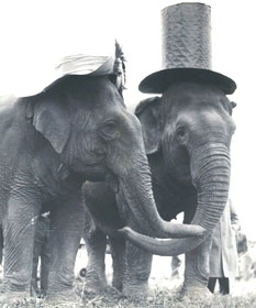 Elephants in hats