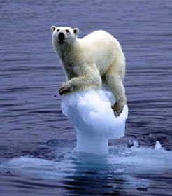 Polar bear clinging to melting ice