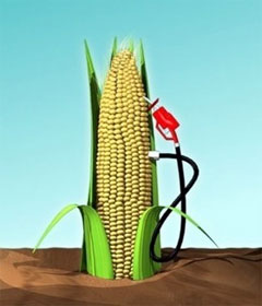 Ethanol corn