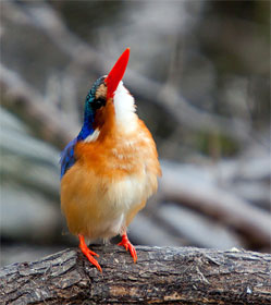 Bird looking up