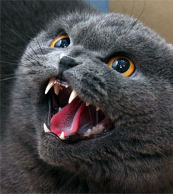 Cat showing fangs