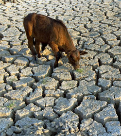 Cow looks for blades of grass