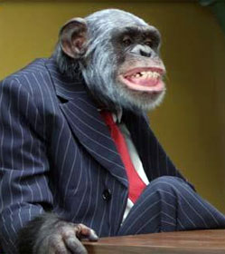 Chimpanzee in suit