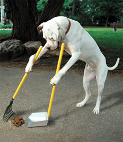 Good dog