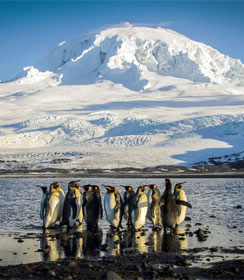 Heard Island penguins