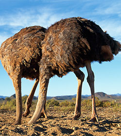 Two ostriches with heads in the sand