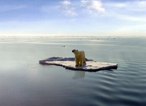 Polar bear on thin ice