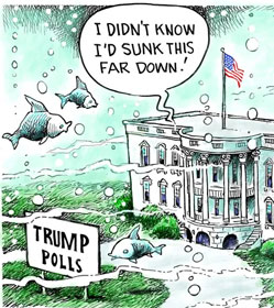 From Trump polls cartoon by Dave Granlund