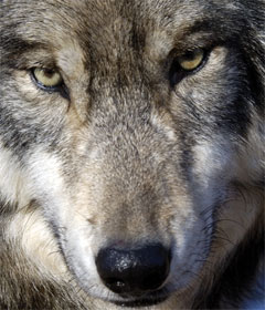 Wolf