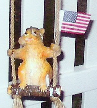 squirrel
